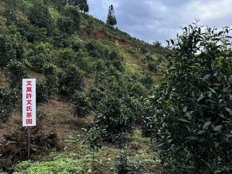 originalImage_2490584046_livephoto