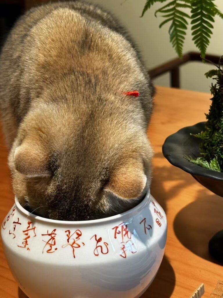 originalImage_4061903023_livephoto